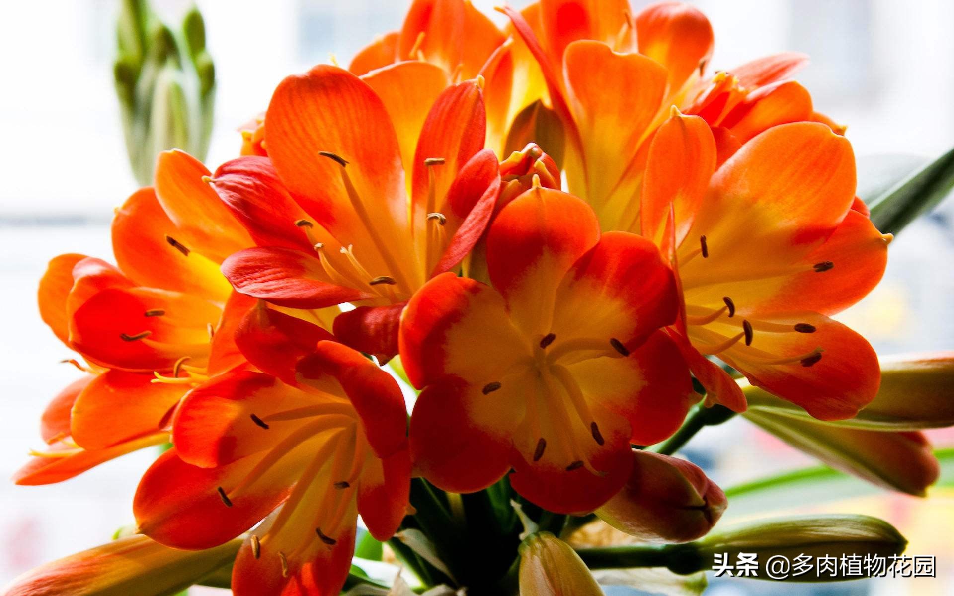 君子兰问题及解决办法,君子兰烂根了栽到河沙里怎么养护