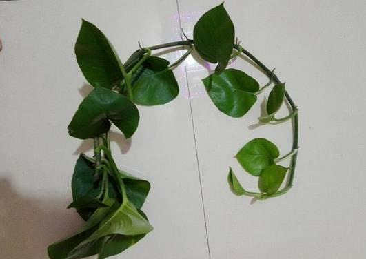 绿萝怎么造型更好看,大绿萝怎么做造型好看