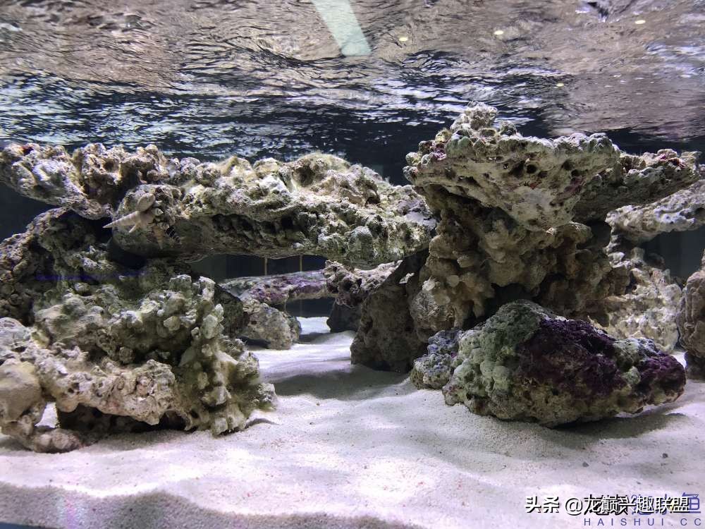 从零开始玩海缸的方法,从零开始玩海缸全过程