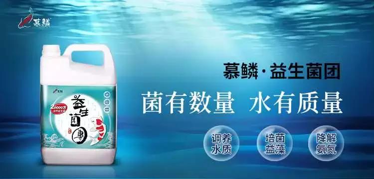 蝴蝶鲤容易生病的原因,警惕成长环境对我们的影响