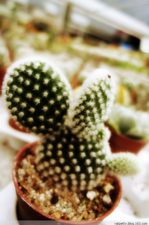 马来西亚办农庄,马来西亚农家小院