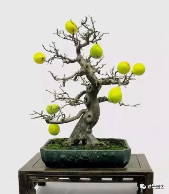 48种绝世盆景,绝世惊艳之作