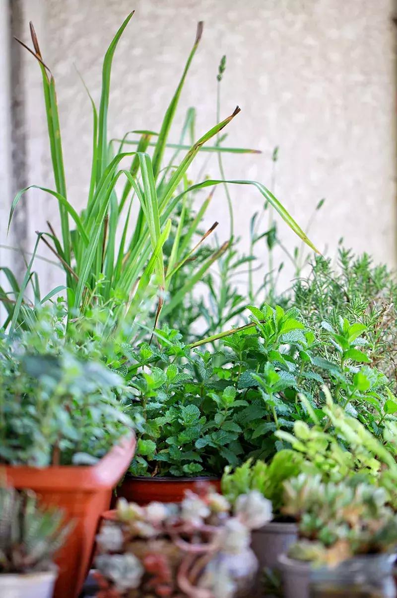 可以调味增香的蔬菜,让你越吃越香的蔬菜