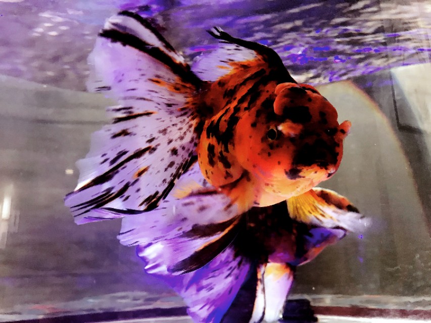 金鱼的饲养技术秘诀,如何把金鱼养好详细攻略