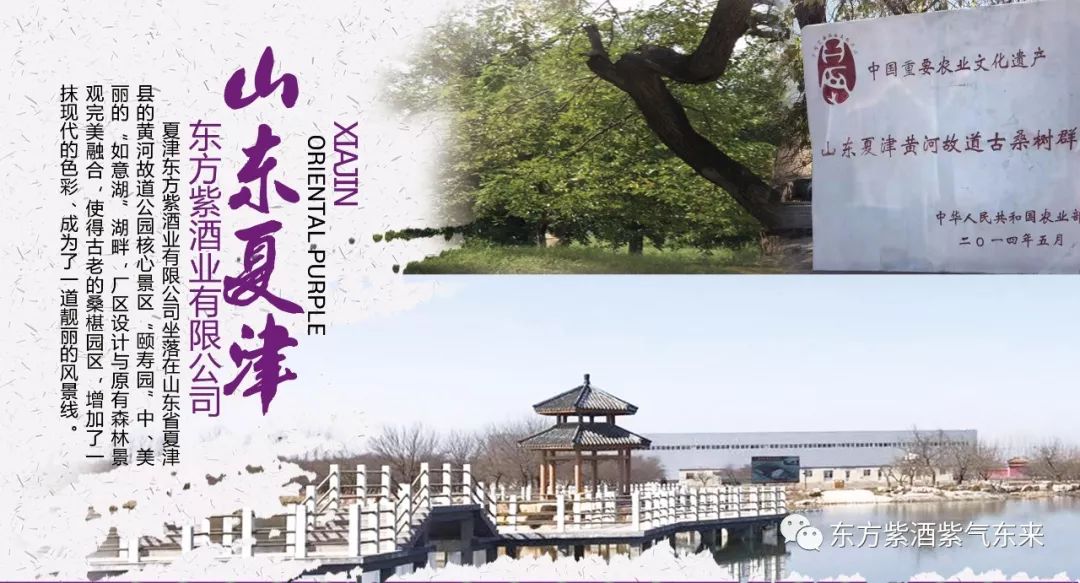 桑椹酒哪的产地最好最正宗,东方紫甜桑葚