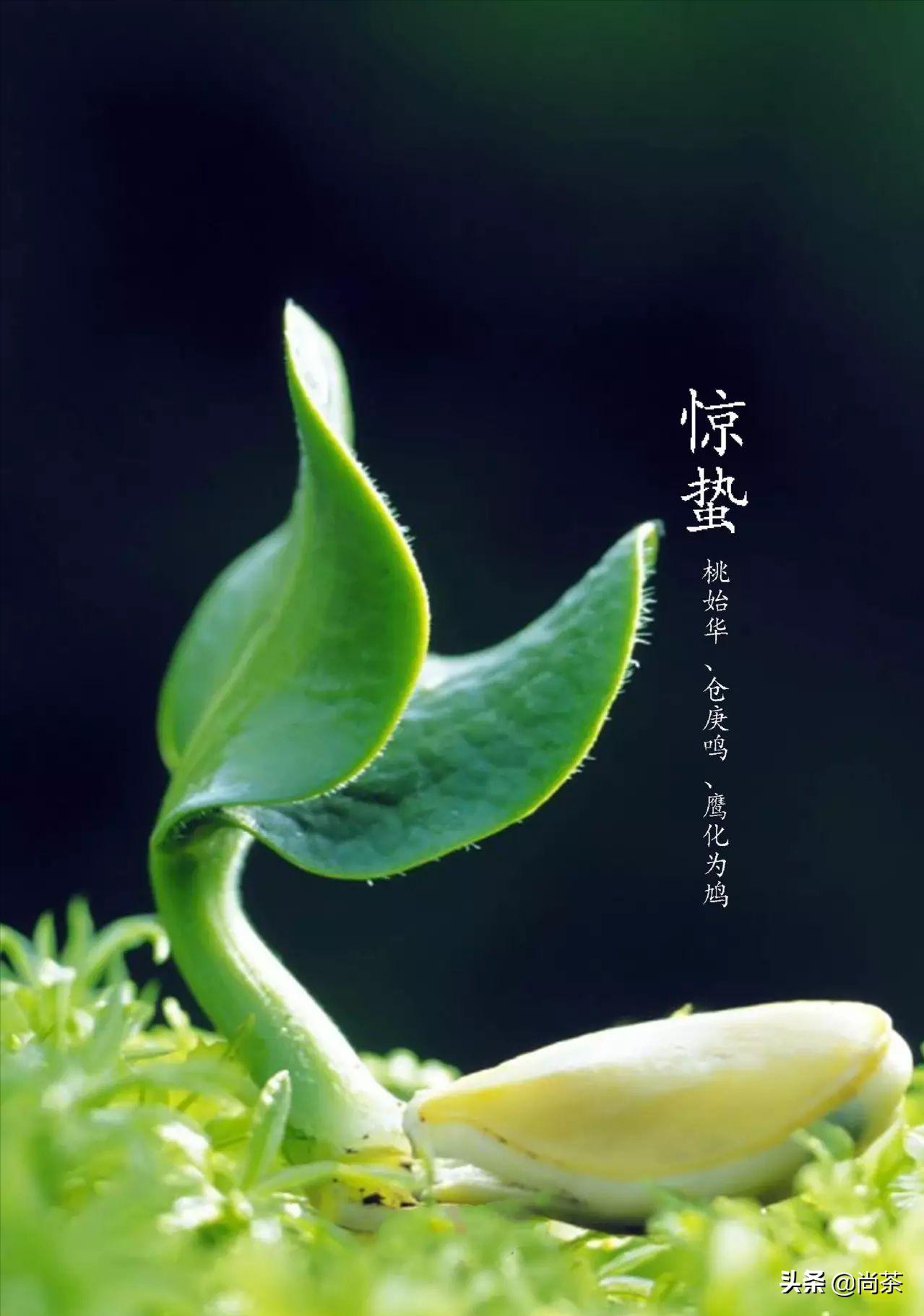 惊蛰与茶,惊蛰喝什么茶养生