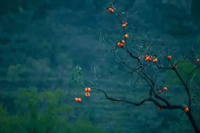 柿子熟了美文赏析,柿子熟了美图100张