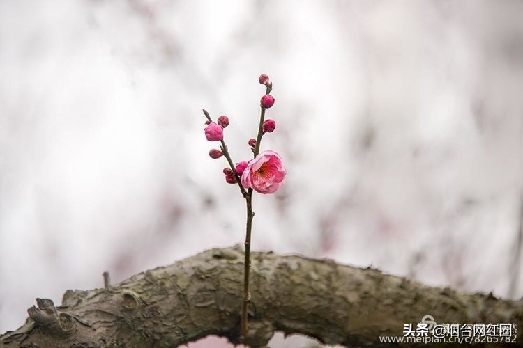 南京梅花山梅花开了吗,来南京梅花山赏梅花