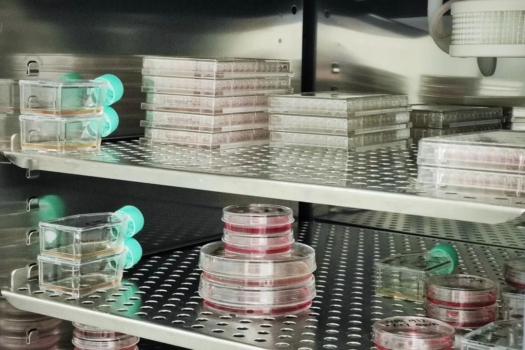 常州英才计划,江苏省常州高级中学2017级