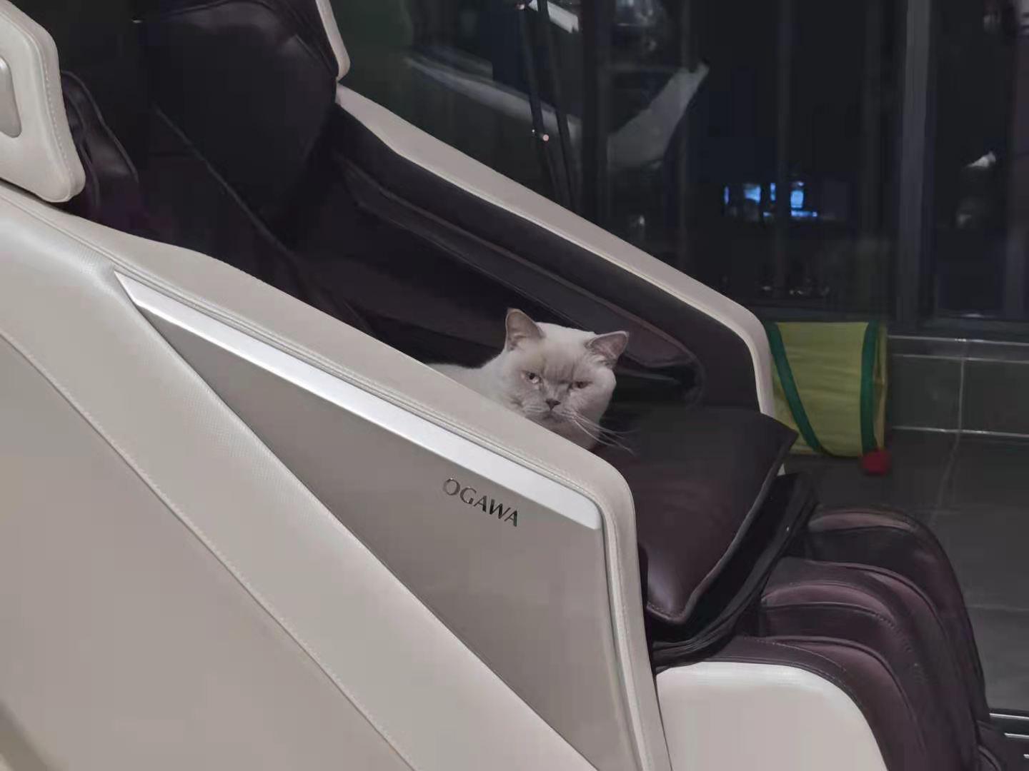 打造人宠共乐的家—“铲S官”的装修笔记