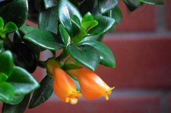 金鱼吊兰落叶头枯萎如何挽救,金鱼吊兰为什么会无缘无故的枯萎