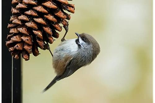 燕子窝被破坏燕子回来报仇,麻雀占了燕子窝能把燕子窝毁掉吗