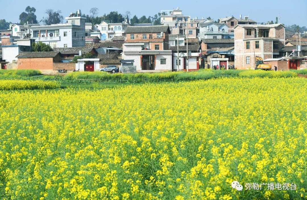 三月弥勒什么地方可以赏花,弥勒3月赏花攻略