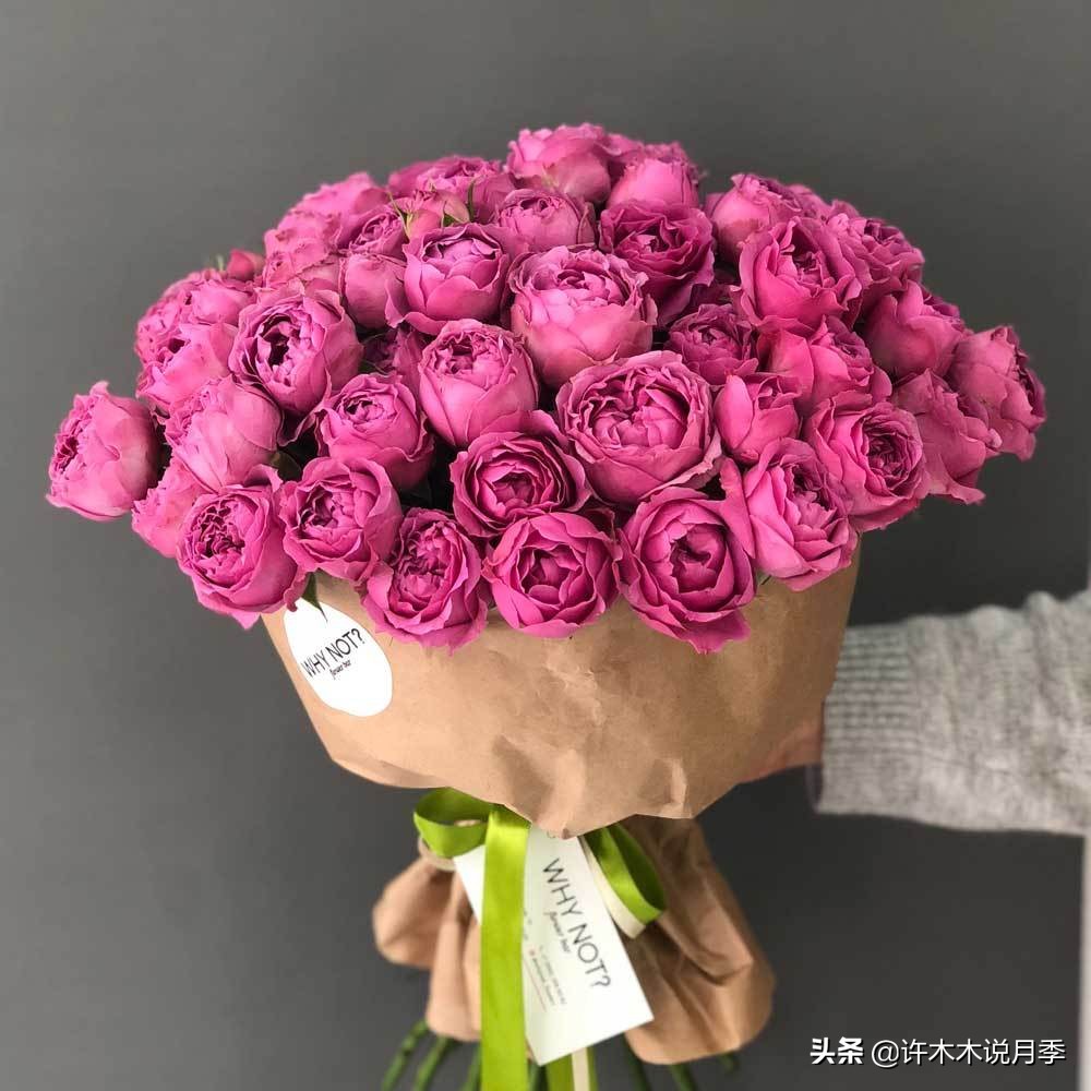 切花大全100种,鲜花大全50种花的花语