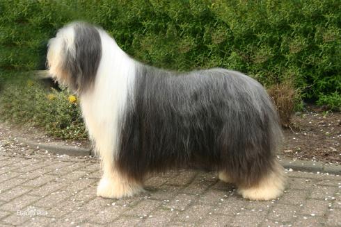 宠物狗大全免费观看,什么狗最好养又听话又聪明大型犬