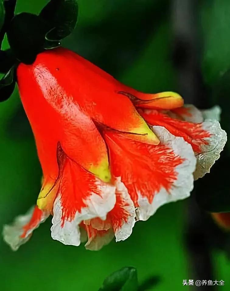 一至十二月的花期,12月到2月份的花期