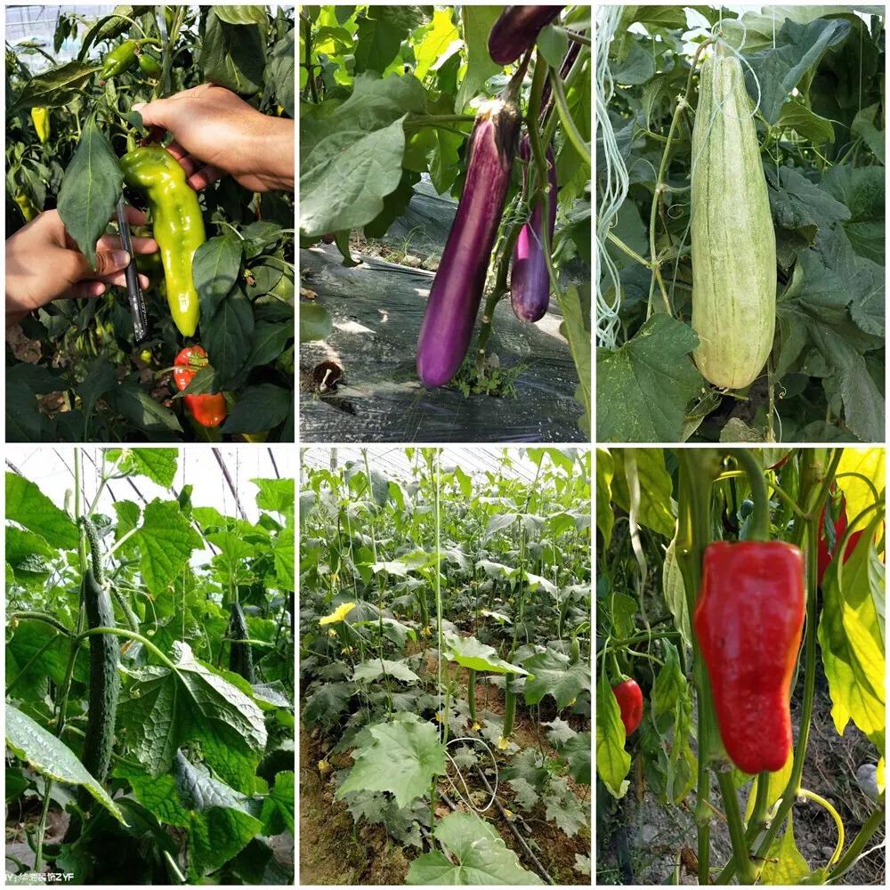 宁都千椒百味,宁都特色菜青菜