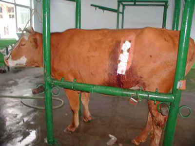 夏天来了，牛突然肚子鼓气、*吟呻**、摇尾等症状，抓紧治疗否则必死