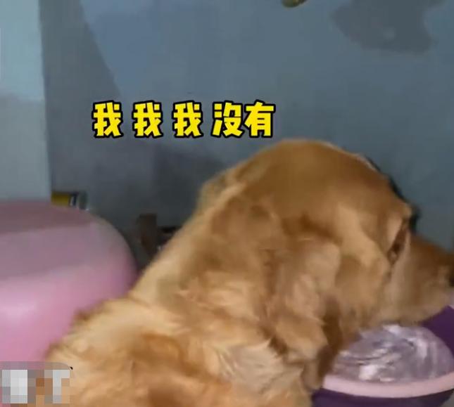 山东一金毛交男朋友玩私奔,主人气坏:我不同意,你配不上俺家狗