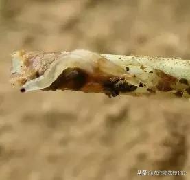 怎样防止韭菜生地蛆,怎样防止韭菜根的虫害