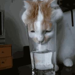 猫咪突然疯狂爱喝水，先别开心！很可能是患了这种病