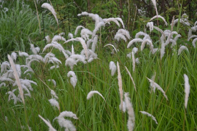 适合山东地区种植的珍稀树种,十种常见观赏草有哪些