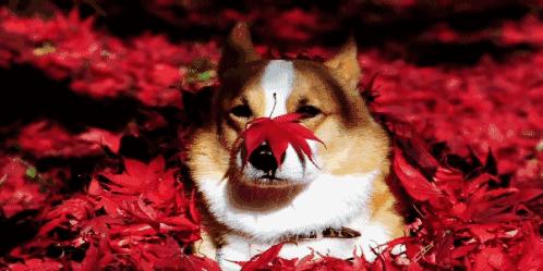 停车坐爱枫林晚风景,停车坐爱枫林晚季节