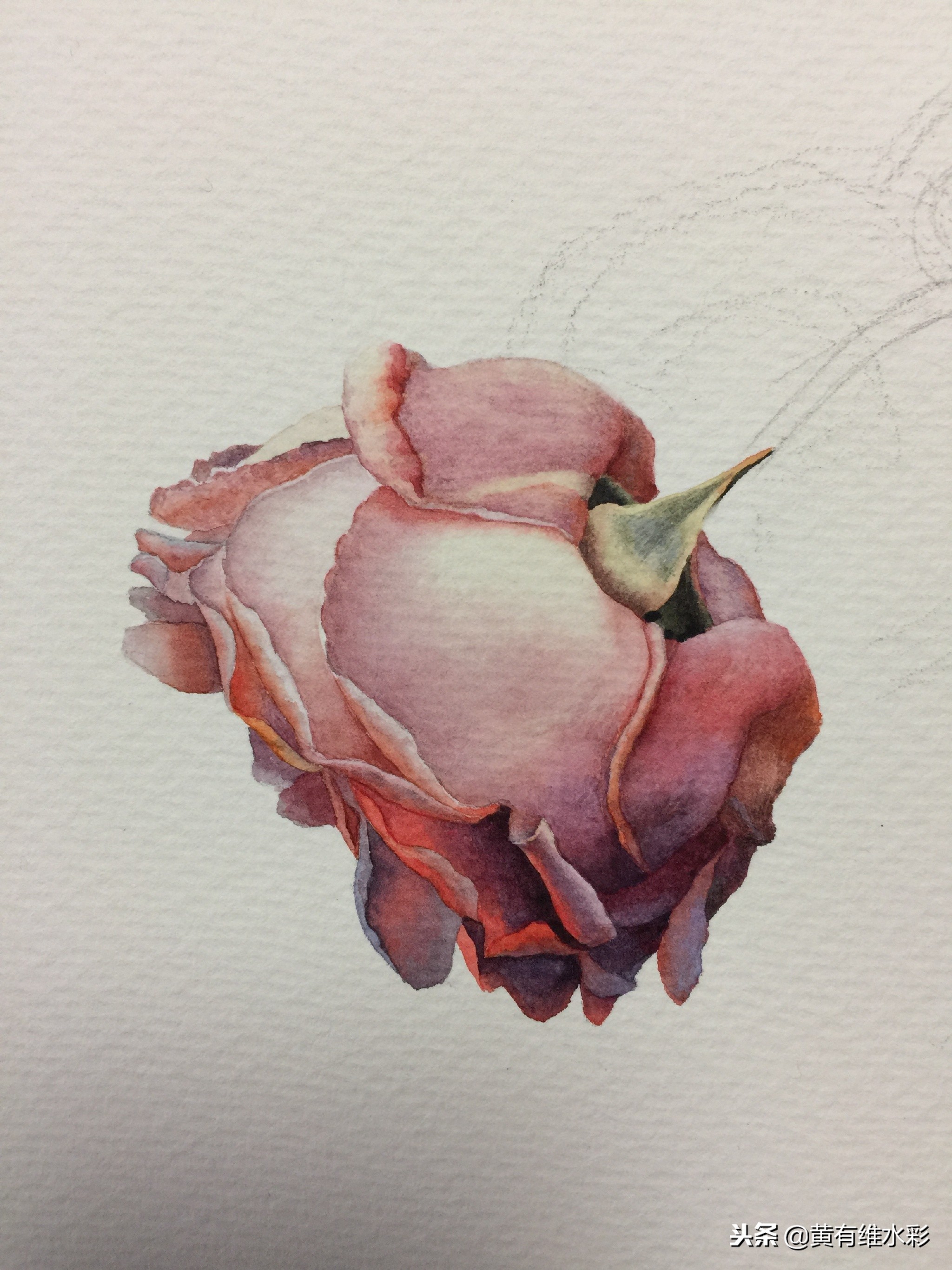 水彩绘画教程简单玫瑰,水彩步骤图花卉