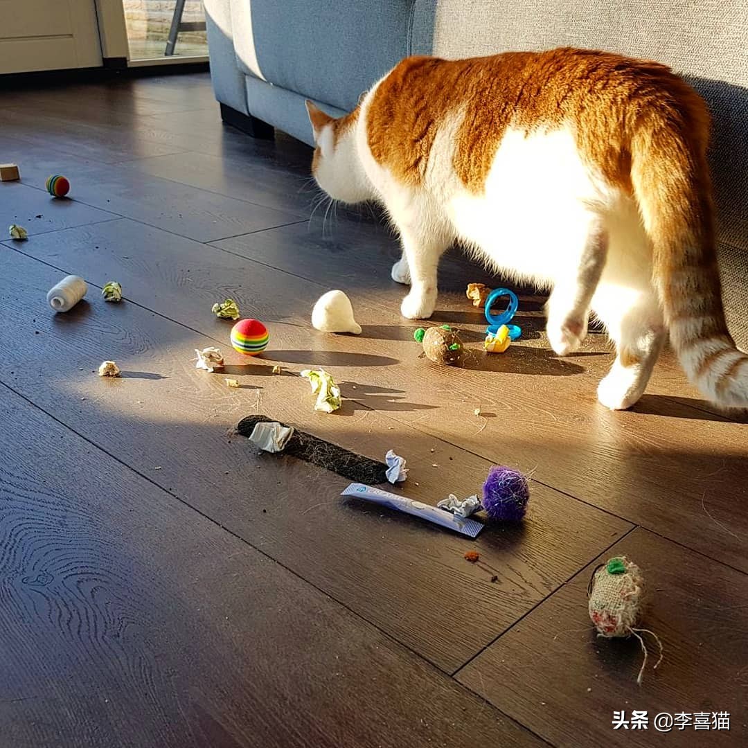 辟谣：不是只有狗狗会藏东西，猫咪一旦鸡贼起来什么玩具都能玩丢