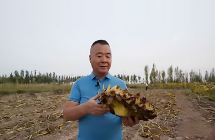 黑龙江西葫芦种植,农民种植西葫芦亩收入