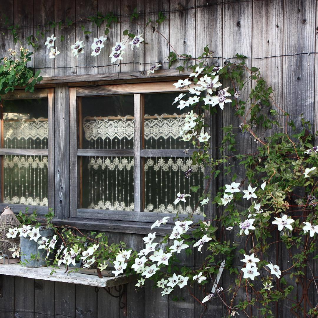 爬藤植物怎么牵引造型,爬藤植物是怎么爬藤的