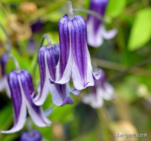 閾佺嚎鑾茬传鑹插皬閾冮摏,灏忛搩閾涢搧绾胯幉鍝佺