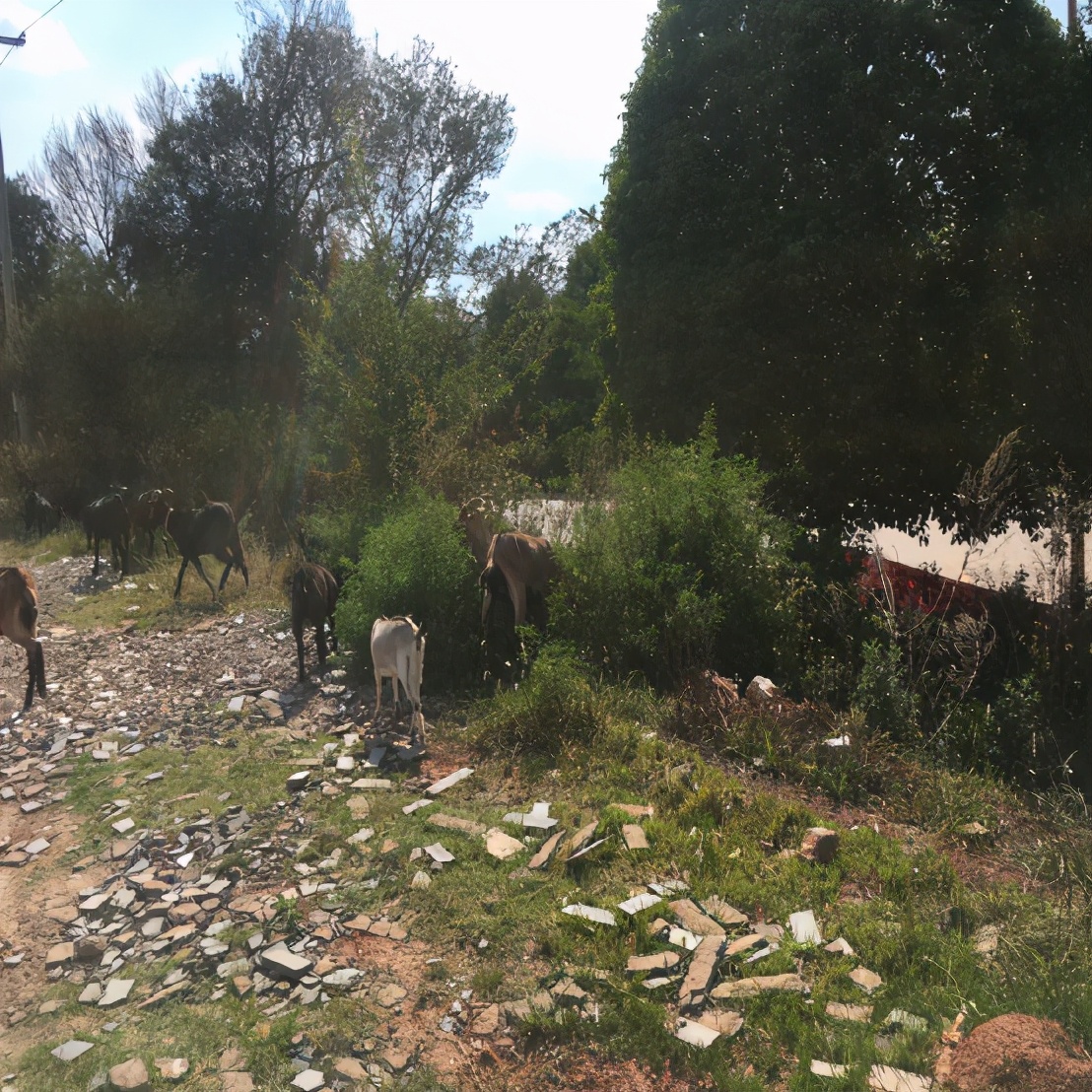 探访石林彝族第一村五棵树村,石林彝族第一村攻略