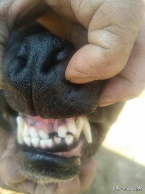 怎么注意狗狗的保暖不感冒,狗狗日常怎么清洁眼睛