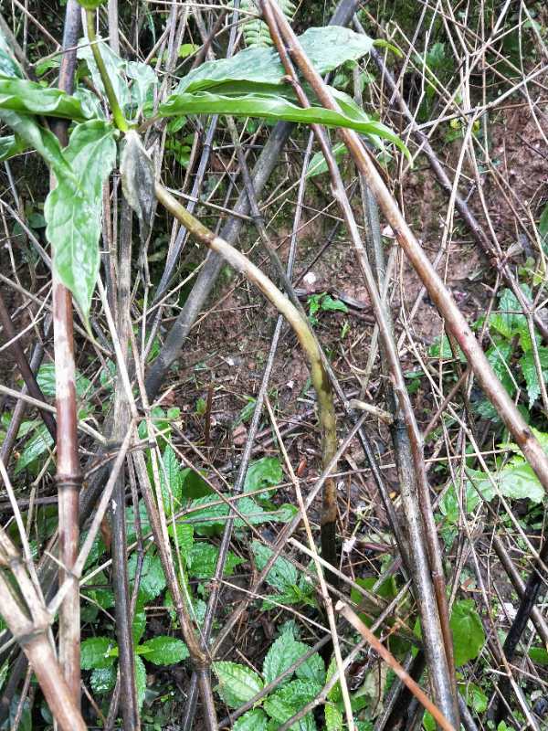 重楼根腐病防治视频,供应重楼茎基腐病杀菌剂