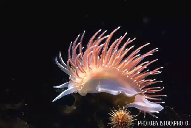 自由潜水怎么玩,潜水20个基本技巧