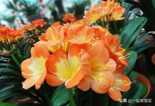 家里的橘子皮像打蜡一样,家里放的陈年橘子皮