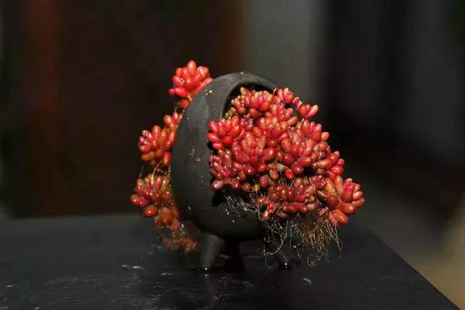 好养又易爆盆的多肉,多肉爆盆小仙人球