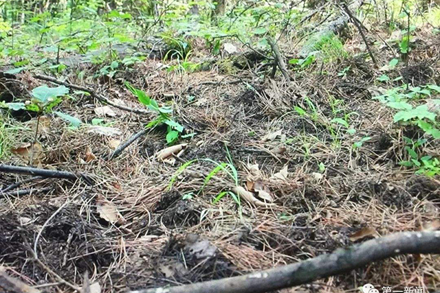 农村野猪有什么办法让它消失,山上野猪泛滥的方法