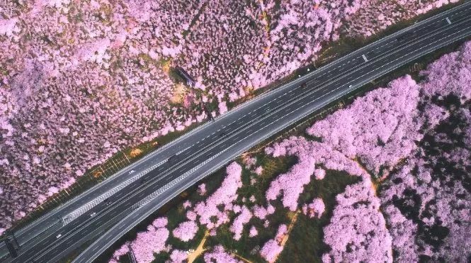 世界最大的樱花园,世界最大的樱花园在贵州吗