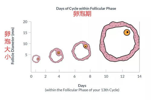 排卵监测一般要做几次,月经过后监测排卵要监测几次