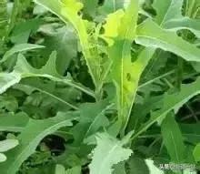 荒漠中有哪些能吃的植物,南疆常见的野生植物