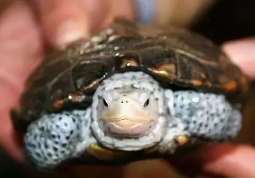 龟类纪录片,龟类图片