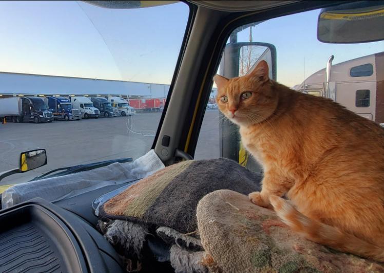 货车司机收养流浪狗后续,司机收养流浪猫一人一车三只猫