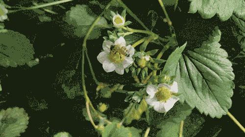 蜜蜂文化系列,昆虫中的蜜蜂文化