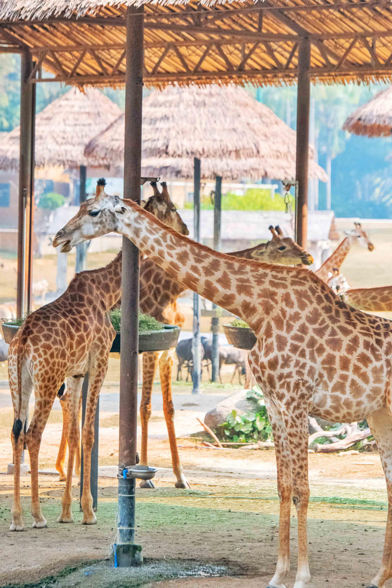 广州长隆野生动物世界的游玩攻略,广州长隆野生动物世界一日游回顾