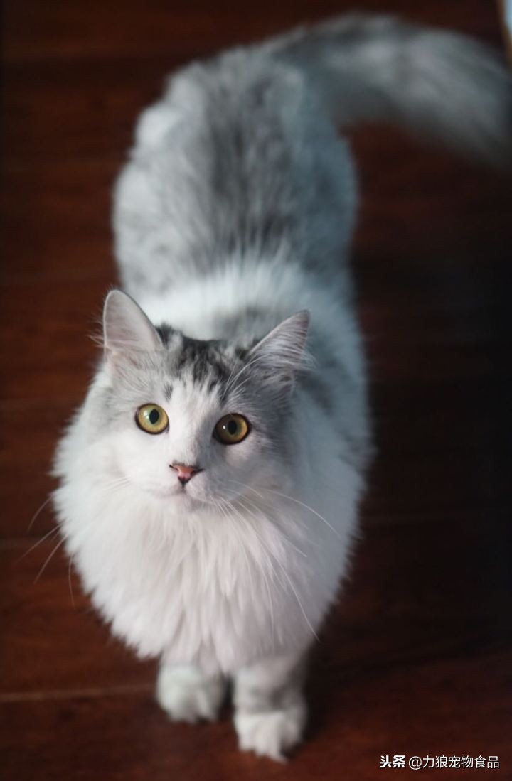 其实养猫后生活发生很多改变,养猫后不但没洁癖反而让它跑酷