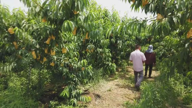 农业种植乳酸菌,乳酸菌在农业种植上的应用