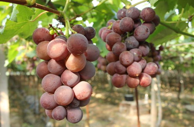 辽宁葫芦岛特产有哪些,辽宁特产有哪些值得带去的