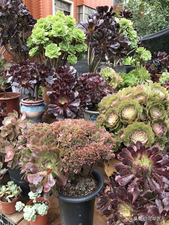 药锦多肉还养得活不,夏天多肉怎么养才能活